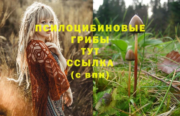 прущие грибы Лабытнанги